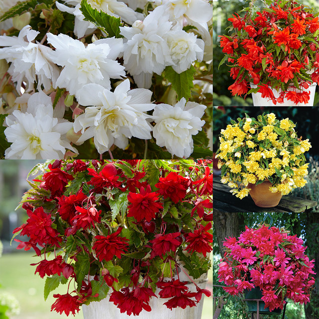 Begonias Collection